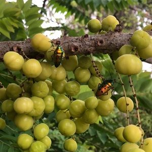 Meet your Posher, Tenzin